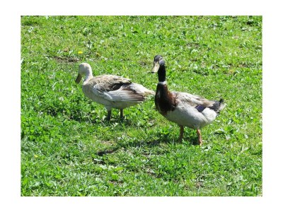 Apartment Ferienwohnung "Almhütte" - Outdoor photo 8