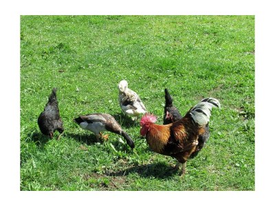 Apartment Ferienwohnung "Almhütte" - Outdoor photo 23