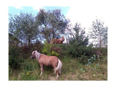 Apartment Ferienwohnung "Almhütte" - Features photo 36