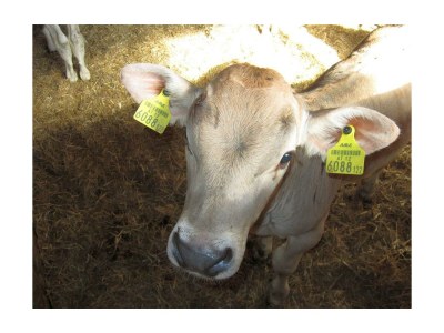 Apartment App. Gipfelblick/2 Schlafräume/Dusche, WC max.4pax - Outdoor photo 17