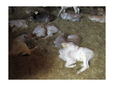 Apartment App. Gipfelblick/2 Schlafräume/Dusche, WC max.4pax - Outdoor photo 18