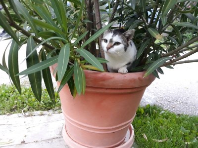 Apartment App. Gipfelblick/2 Schlafräume/Dusche, WC max.4pax - Outdoor photo 29