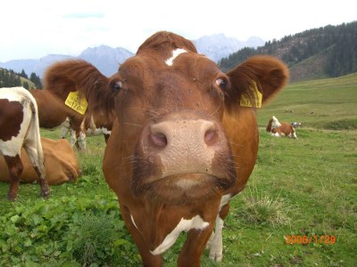 Apartment Appartement "Gerald" - Outdoor photo 34