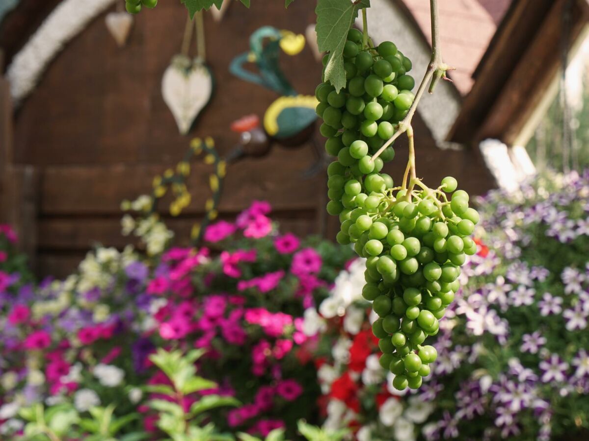 Apartment 2 Apartment/2 Schlafräume/Bad,WC