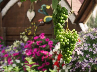 Apartment 2 Apartment/2 Schlafräume/Bad,WC in Michaelerberg-Pruggern - Apartment