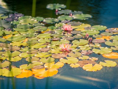 Apartment Landhaus Appartement 1, 100m² 4-8 Personen - Environment photo 66