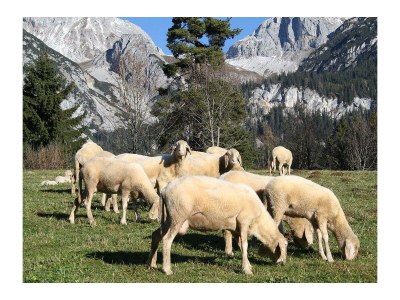 Apartment Apartment/1 Schlafraum/Bad, WC - Environment photo 21