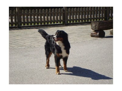 Apartment Apartment/1 Schlafraum/Dusche, WC,"Auerhahn" - Outdoor photo 13