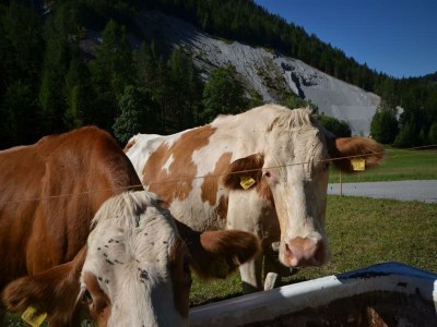 Apartment Apartment/2 Schlafräume/Dusche, WC,"Jagdhorn" - Outdoor photo 31
