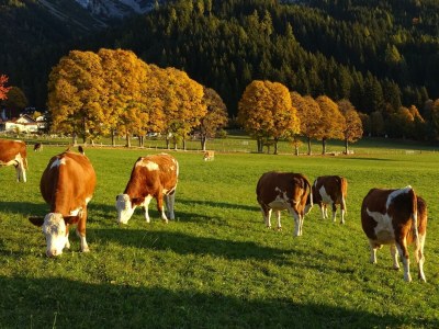 Apartment Apartment B /1 Schlafraum/Dusche, WC - Environment photo 20