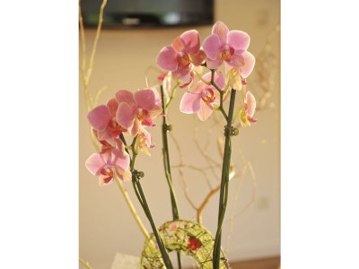 Holiday room Zimmer "Wasser"/Schlafzimmer/ Bad, WC - Features photo 44