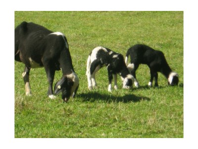 Apartment Knaushäusl /3 Schlafräume/ 2 x Dusche, 2 WC - Outdoor photo 24