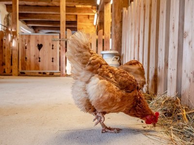 Apartment Sonne /Fewo, Dusche, WC, 1 Schlafraum - Outdoor photo 9