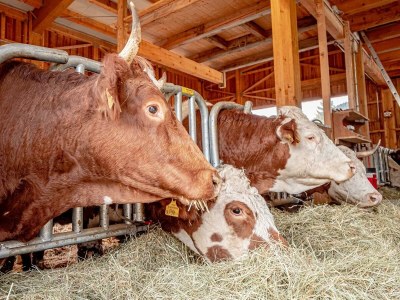 Apartment Sonne /Fewo, Dusche, WC, 1 Schlafraum - Outdoor photo 10