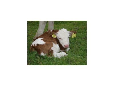 Apartment Sonne /Fewo, Dusche, WC, 1 Schlafraum - Outdoor photo 25