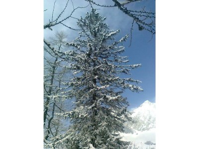 Apartment Apartment Enzian/1 Schlafraum/Dusche, WC - Outdoor photo 7