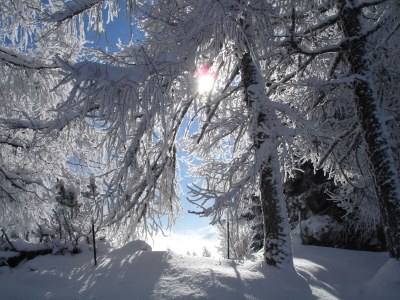 Apartment Apartment Enzian/1 Schlafraum/Dusche, WC - Outdoor photo 42