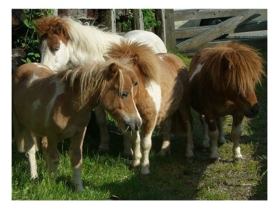 Holiday room Dreibettzimmer - Outdoor photo 30