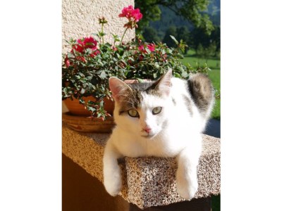 Apartment Apartment Petergstamm 1-2 Personen - Outdoor photo 35