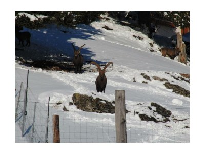 Apartment Appartement Ferienwohnungen - Outdoor photo 32