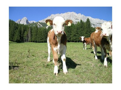 Apartment App. Ramsau, 1 Schlafzimmer - Outdoor photo 4