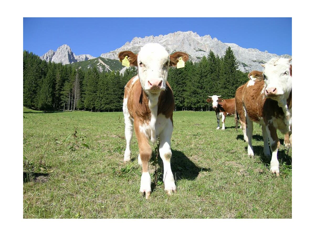 Apartment App. Schladming, 1 Schlafzimmer - Outdoor photo 5