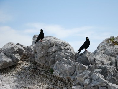 Apartment Ferienwohnung Edelweiß - Outdoor photo 27
