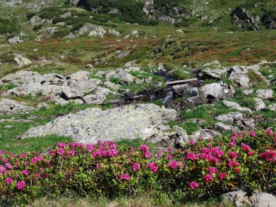 Apartment Ferienwohnung Edelweiß - Outdoor photo 39