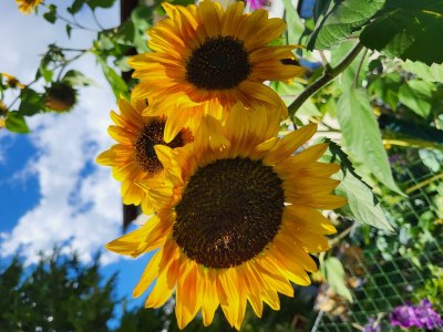 Apartment Ferienwohnung Edelweiß - Outdoor photo 42