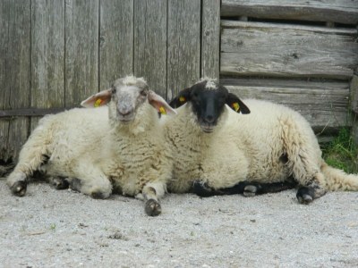 Apartment Ferienwohnung Edelweiß - Outdoor photo 46