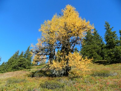 Apartment Ferienwohnung Edelweiß - Outdoor photo 48