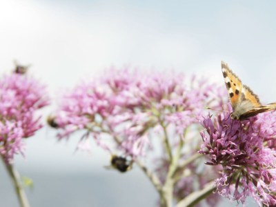 Apartment Ferienwohnung Edelweiß - Outdoor photo 56