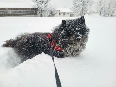 Apartment Ferienwohnung Edelweiß - Outdoor photo 75