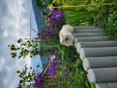 Apartment Ferienwohnung Edelweiß - Outdoor photo 88