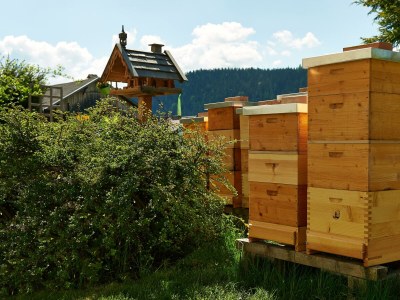 Apartment Ferienwohnung Edelweiß - Outdoor photo 96