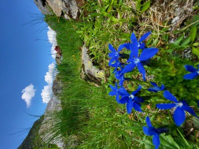 Apartment Ferienwohnung Alpenrose - Outdoor photo 73