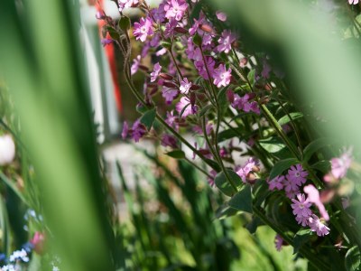 Apartment Ferienwohnung Alpenrose - Outdoor photo 97