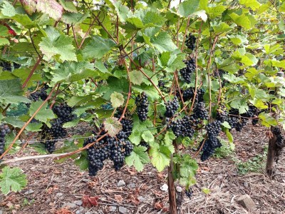 Holiday house Michaela - Environment photo 25