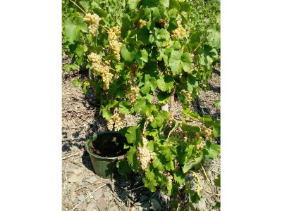 Holiday house Michaela - Environment photo 26