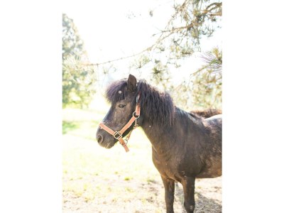 Holiday room Grüne Erde Familienzimmer mit 2 Schlafzimmer - Outdoor photo 2