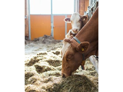 Holiday room Grüne Erde Familienzimmer mit 2 Schlafzimmer - Outdoor photo 18