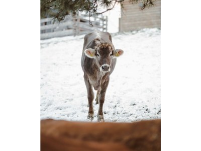 Holiday room Grüne Erde Familienzimmer mit 2 Schlafzimmer - Outdoor photo 31