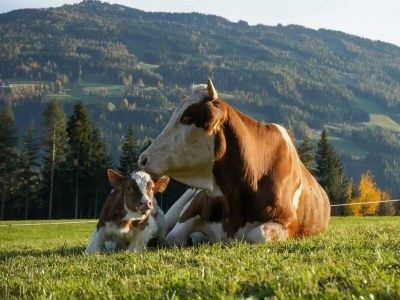 Apartment Buama Kammer - Outdoor photo 4