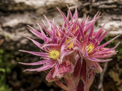 Apartment Superior Apartment mit 2 Schlafzimmern 1. Stock - Outdoor photo 22