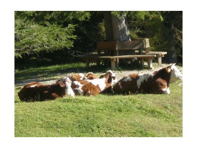 Apartment App. Tauernblick Dusche, WC, 1 Schlafraum - Outdoor photo 5