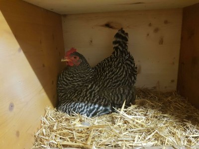 Apartment Appartement/Fewo, Dusche, WC, 2 Schlafräume - Features photo 50