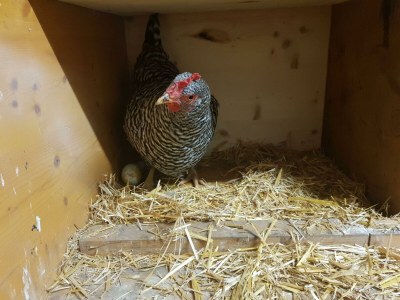 Apartment Appartement/Fewo, Dusche, WC, 2 Schlafräume - Features photo 52