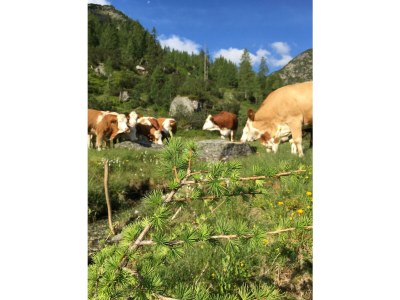 Holiday room Familienzimmer mit Dusche, WC - Outdoor photo 34