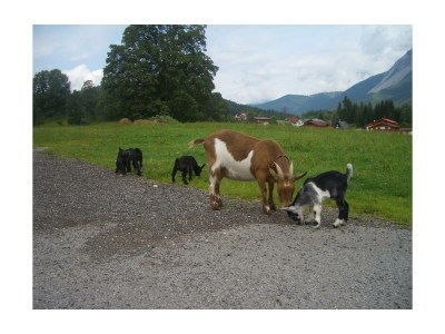 Apartment Fewo Dachstein - 1 Schlafzimmer, Dusche, WC - Outdoor photo 18