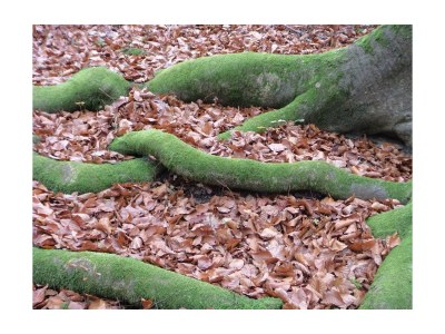 Apartment Fewo Dachstein - 1 Schlafzimmer, Dusche, WC - Outdoor photo 33